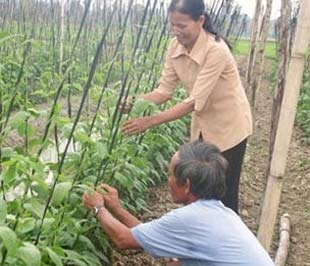 Giải thưởng Doanh nhân Vi mô Citi nhằm tôn vinh những doanh nhân vi mô là những người đã thoát khỏi sự nghèo đói bằng kinh doanh nhỏ - Ảnh: Hồng Văn.