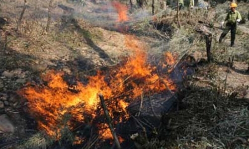 Nguy cơ cháy rừng lan rộng