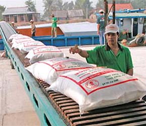 Gạo xuất khẩu giảm không chỉ về số lượng mà cả giá cả - Ảnh: TT.