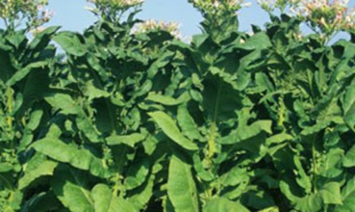 Gạo, thuốc lá nhập khẩu từ Lào theo hạn ngạch có thuế suất 0%