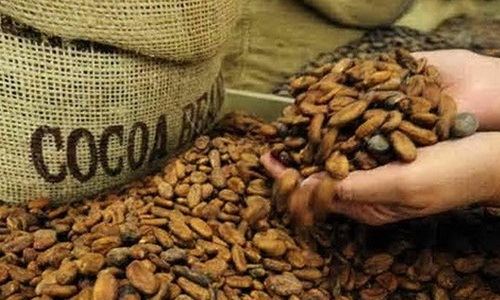 Mọt Caryedon serratus - loài mọt nguy hiểm thuộc danh mục đối tượng kiểm
 dịch thực vật của Việt Nam và chưa có trên lãnh thổ Việt Nam.
