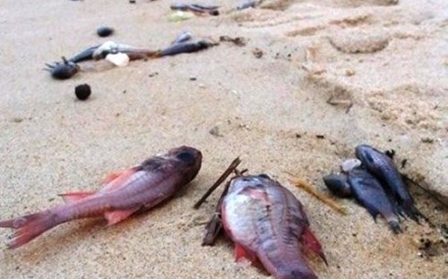 Bộ Khoa học và Công nghệ đã thành lập hội đồng chuyên gia khoa học và công nghệ cấp quốc gia do GS. Châu Văn Minh, Chủ tịch Viện Hàn lâm khoa học và công nghệ Việt Nam làm chủ tịch.<br>