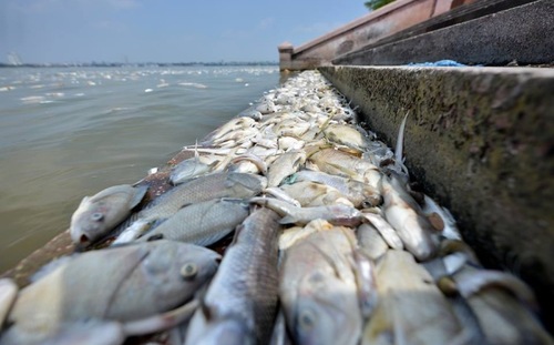 Tổng cộng đã có khoảng 200 tấn cá chết tại hồ Tây hồi đầu tháng 10 vừa qua.<br>