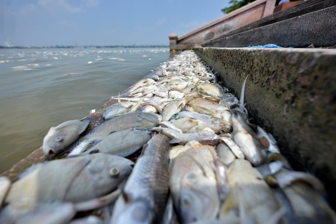 Tính đến ngày 3/10, các đơn vị chức năng đã vớt được khoảng 60 tấn cá chết tại hồ Tây.<br>