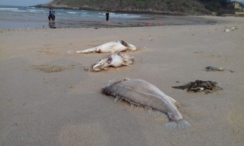 Chính phủ “thúc” xử lý trách nhiệm sau vụ Formosa xả thải