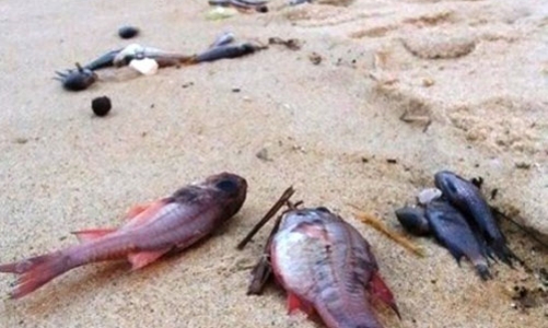 “Cá chết do độc tố, nhưng chưa biết từ đâu”