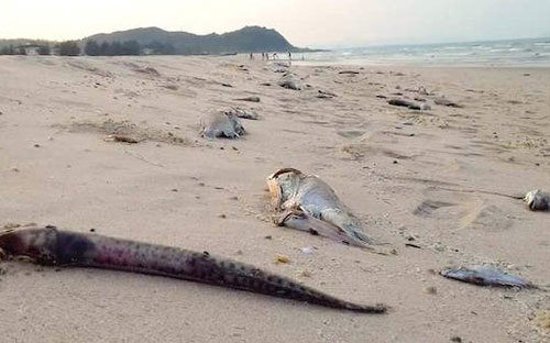 Thủ tướng yêu cầu trường hợp cần thiết mời chuyên gia quốc tế khẩn trương, kịp thời làm 
rõ nguyên nhân gây chết hải sản, bảo đảm khách quan, khoa học.