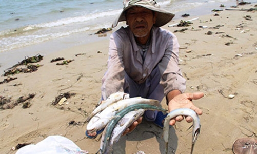 Vụ cá chết hàng loạt: Chính phủ sẽ hỗ trợ ngư dân