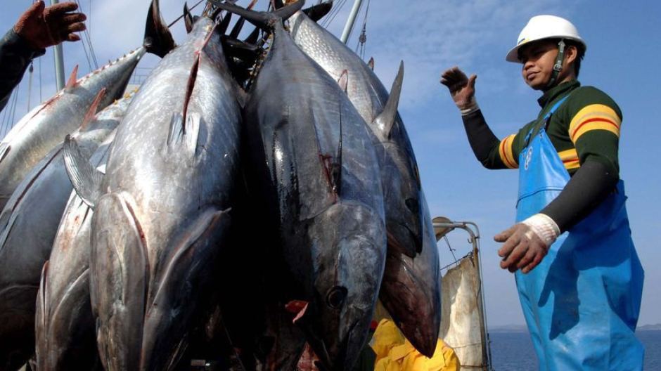 Cá ngừ ùn ứ tại các cảng vì Thông tư 36 
