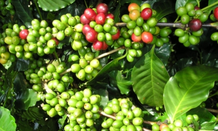 Cà phê Điện Biên: Khi cái khó bó cái khôn