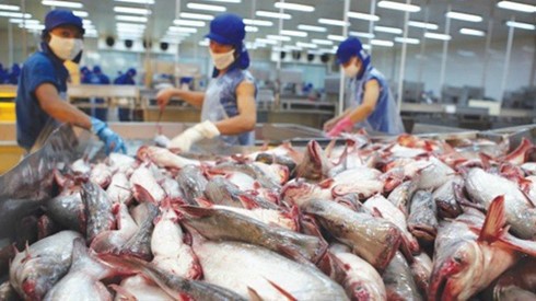 Nuôi thành phong trào, ao nuôi liền kề, thả giống mật độ dày đặc, nảy sinh dịch bệnh là điều không tránh khỏi. 