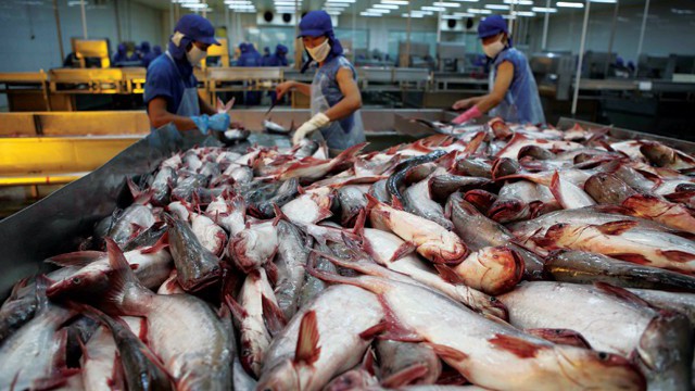 Cá tra Việt Nam xuất khẩu vào Mỹ đã sụt giảm sau lần áp thuế POR12.