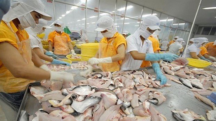 Hiện, số lượng doanh nghiệp xuất khẩu cá tra sang thị trường Mỹ ở mức khiêm tốn dưới 3 doanh nghiệp.