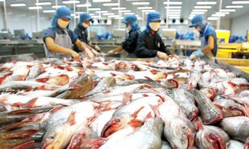 Ba quý đầu năm nay, xuất khẩu cá tra sang thị trường Trung Quốc - Hồng Kông vẫn đạt mức tăng trưởng dương tuy tốc độ có chậm hơn so với năm trước.