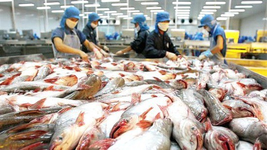 Ba quý đầu năm nay, xuất khẩu cá tra sang thị trường Trung Quốc - Hồng Kông vẫn đạt mức tăng trưởng dương tuy tốc độ có chậm hơn so với năm trước.
