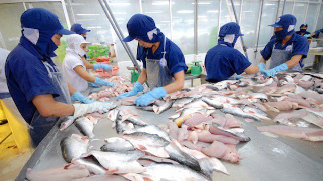 Diện tích nuôi cá tra ở Đồng bằng sông Cửu Long đang tăng mạnh.