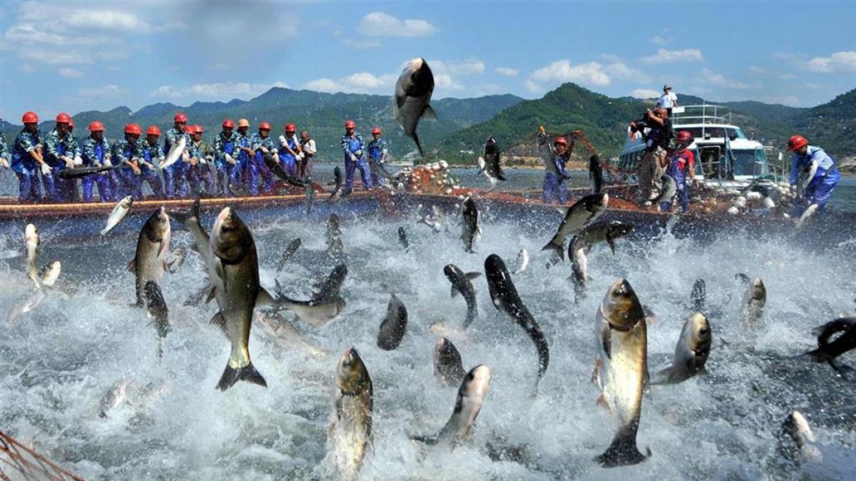 Cá tra có nhiều tiềm năng xuất khẩu