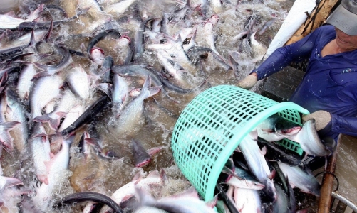 Cá tra Việt lên sàn Alibaba, mở rộng sang nhiều thành phố lớn Trung Quốc