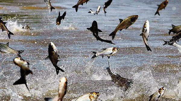 VASEP dự báo trong các quý tới, cá tra xuất khẩu có thể tăng trưởng âm.