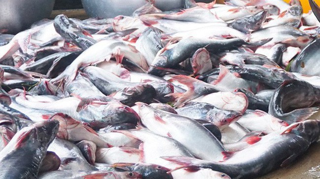 Cá tra Việt có nhiều tín hiệu tiêu cực trong xuất khẩu năm 2019 với sự sụt giảm lớn nhất từ thị trường Mỹ