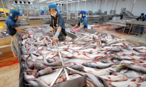 Lo xuất khẩu cá tra sang Mỹ giảm vì thuế cao gấp ba lần 