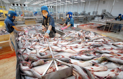 Xuất khẩu cá tra sang Hoa Kỳ bị áp thuế tăng gấp 3 lần.