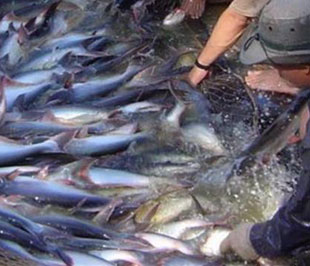 Cho tới nay, Brazil - thị trường lớn nhất tại Nam Mỹ - vẫn nhập thủy sản xuất xứ Việt Nam thông qua các doanh nhân ở các nước thứ ba.