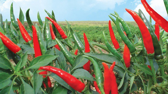 Doanh thu bán ớt của HAGL quý 1 lập kỷ lục.