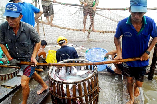 Cá tra là mặt hàng nuôi trồng có sản lượng lớn.