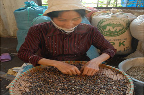 Nguồn cung cà phê đang khan hiếm.