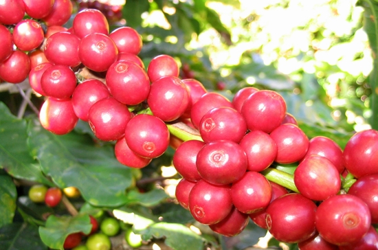 Xuất khẩu cà phê được điều chỉnh liên tiếp mức dự báo trong mấy tháng gần đây.