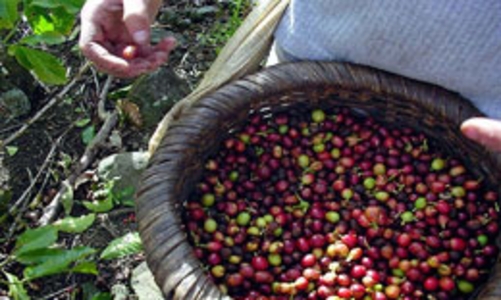 Cà phê: Bấp bênh giá và tạm trữ