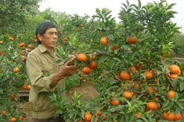 Cam Canh là cây có sức sống tốt, quả cam Canh vì vậy cũng có thời gian “đậu” trên cành tương đối lâu.