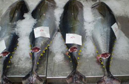 Đến hết tháng 9, tháng 10 năm nay, tình hình xuất khẩu cá ngừ Việt Nam vẫn chưa có chuyển biến tích cực do gặp nhiều khó khăn về nguyên liệu trong nước, các rào cản thương mại, sự cạnh tranh khốc liệt trên thị trường quốc tế.