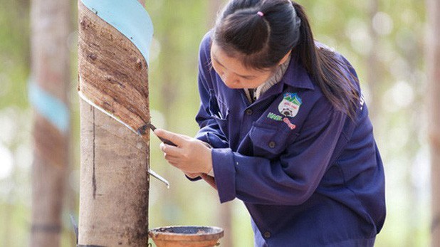 Một phần diện tích cao su của HAGL Agrico nằm ở huyện Sanamsay thì bị ngập nước nhưng do cây đang ở tuổi trưởng thành nên không bị ảnh hưởng nhiều.