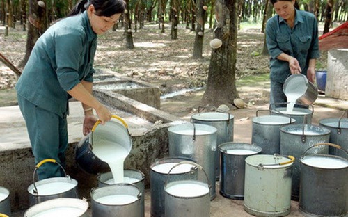 Duy trì tổng diện tích cao su đến 2020 khoảng 400.000 ha, trong đó trong nước khoảng 285.000 ha.