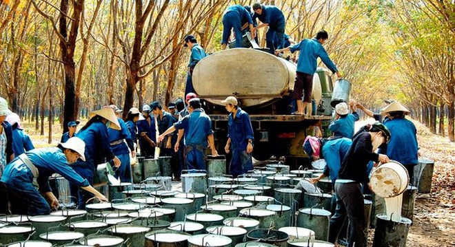 Cao su Phước Hoà và Cao su Tây Ninh cùng sai sót dẫn đến chênh lệch cả trăm tỷ đồng trong số liệu công bố.