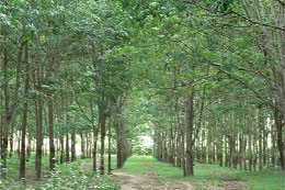 Tập đoàn Công nghiệp Cao su Việt Nam sẽ đầu tư phát triển trồng cây cao su tại Mozambique.