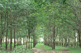 Vườn cây cao su