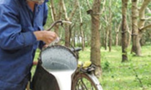 HRC ước lãi 87,826 tỷ đồng trong 6 tháng