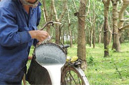 Sản lượng cao su khai thác quý 2 đạt 225,763 tấn.
