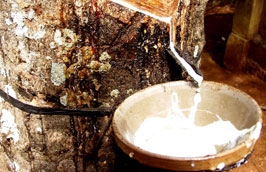 Hiện nay, mủ cao su sơ chế của Việt Nam sản xuất ra chủ yếu vẫn là để xuất khẩu.