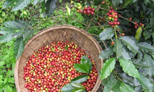 Khi doanh nghiệp nước ngoài “lấn sân” thu mua cà phê