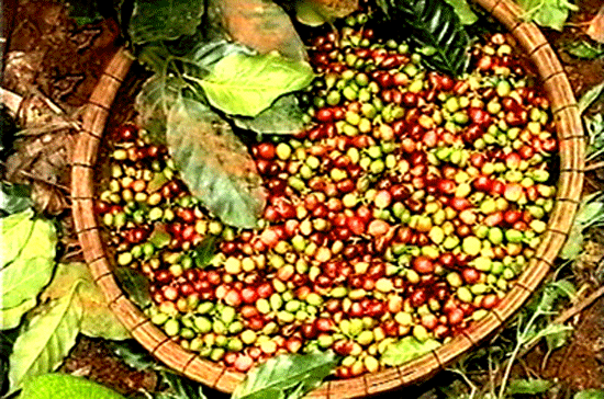 Việt Nam đang nắm giữ 25% thị phần thị trường cà phê tại Algeri. 