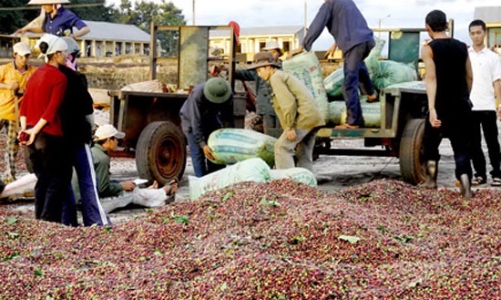 Sẽ tạm trữ ít nhất 300.000 tấn cà phê trong niên vụ tới