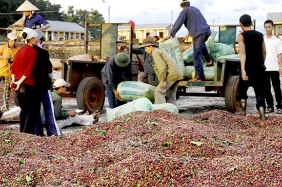 Khoảng 1 tháng nữa cà phê sẽ vào vụ thu hoạch.