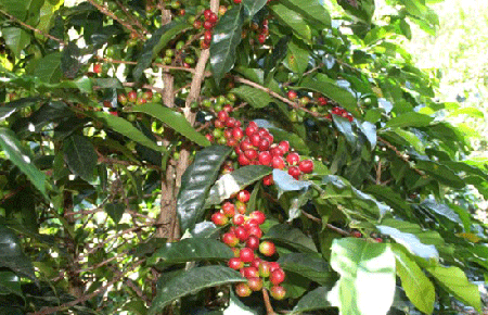 Cà phê xuất khẩu giảm so với cùng kỳ khoảng 58.000 tấn.