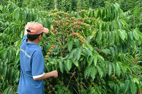 Nguồn cung cà phê có thể sẽ vẫn khan hiếm vào cuối năm bởi các nhà xuất khẩu đang tạm dừng giao dịch để chờ vụ mới. 