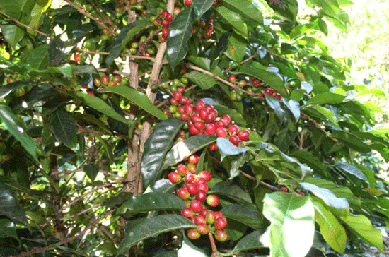 Xuất khẩu cà phê: Khó càng thêm khó?