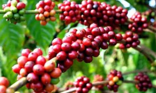 Tránh rủi ro trong xuất khẩu cà phê từ hợp đồng mẫu